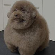 Scoobert $LAMMING NE avatar