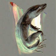no monitor lizard