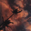 euphoria
