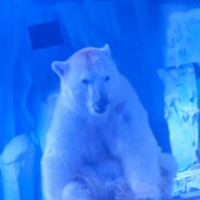 无敌永恩大王666