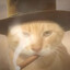 野猫不需要墓碑