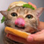 HamBugi CaT