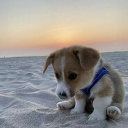 奶龙延迟也能杀你