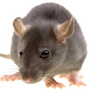 Small Rodent