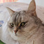 (RUS)Cat Dollar