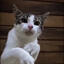 Meowmed Ali