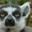 PlatinumLemur