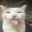 silly cat