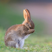 请带小张飞，thank you!