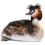 grebe