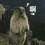一颗赛艇