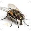 Mosca