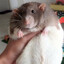 Cheesito