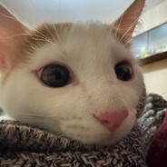 meoW (нужен кетарол)