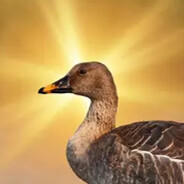 honk