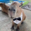 capy