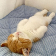 ตี๋เสร็จสบัดหอก