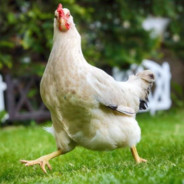 Kurczak - steam id 76561199195961793