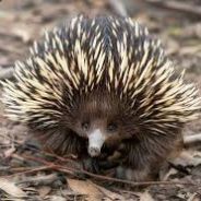 An Eggless Echidna