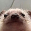 Shmelmo