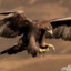 -- Black Eagle --