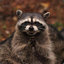 sexyracoon