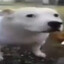 squirreldood