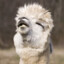 llama