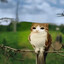 Meowl
