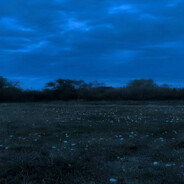 ༼ つ ◕_◕ ༽つ