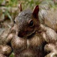 squirell on roids