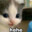 NyanSox