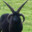A Goat With No Name