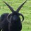 A Goat With No Name