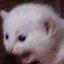 ClownCat