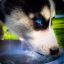 husky-IMBA-GoD