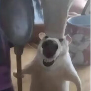 米其林三星大厨