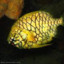 Pineapple Fish1