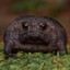 Frogger
