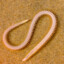 Sand worm