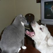 Skorzenny[*CRACOVIA*]