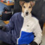 Cachorro Piroca