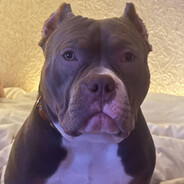 BULLET - steam id 76561199193836752