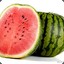 Watermelon | Aniq