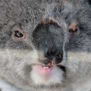 ★Koalaa★