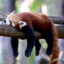 Red panda