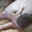 porkbutt11