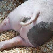 porkbutt11