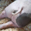 porkbutt11