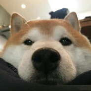 咕咕咕咕咕咕咕